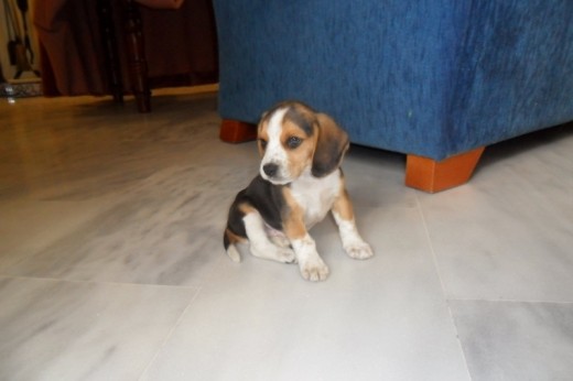 Con dos meses, su segundo día en casa Con dos meses, su segundo día en casa